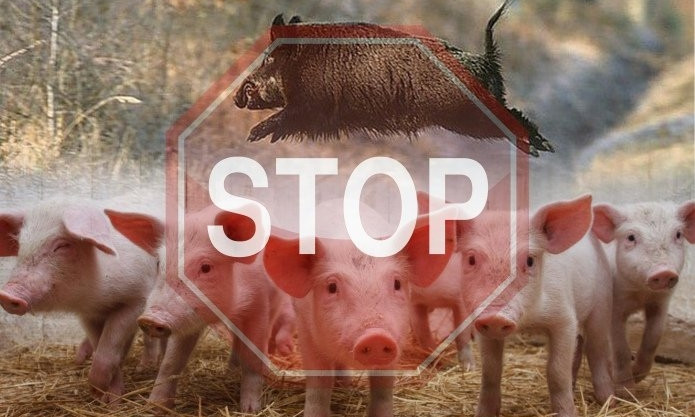 В Болграде принимают меры по профилактике африканской чумы свиней