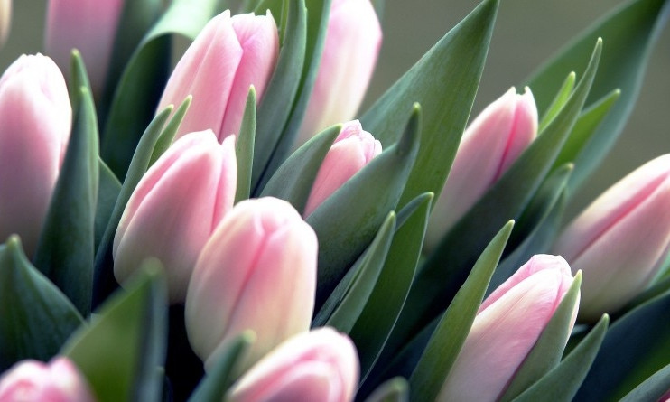 Вор-романтик: в Одессе подросток украл почти сотню тюльпанов