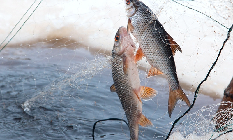 В Одесской области браконьеры наловили рыбы на 28 тысяч гривен 