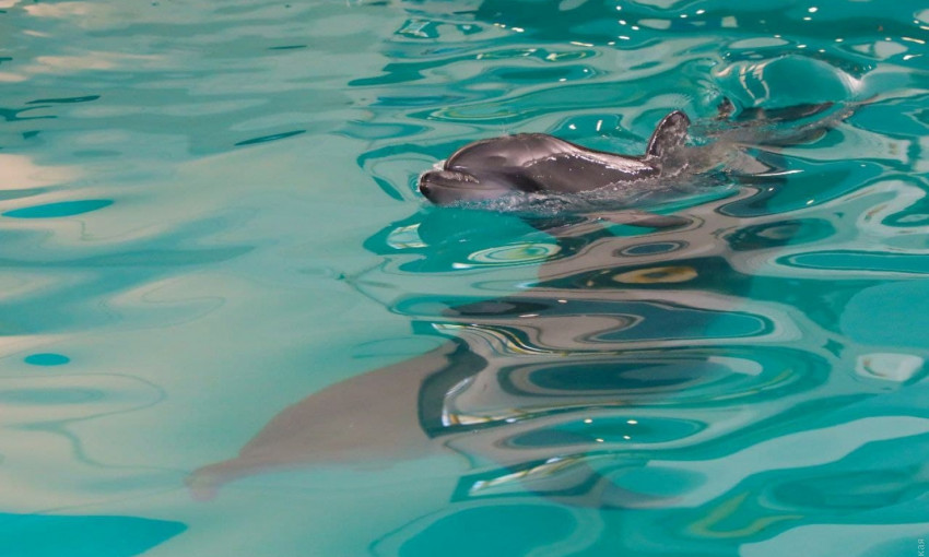 В одесском дельфинарии родился дельфиненок 