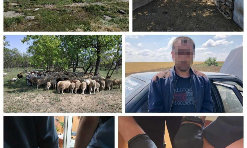 У жителя Одесской области украли отару овец 