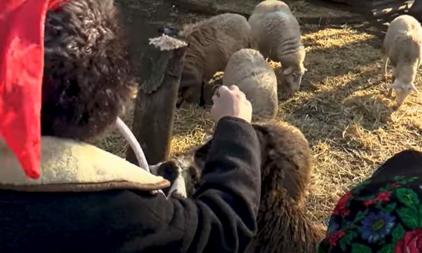 Сделано с душой: одесский зоопарк опубликовал клип к Рождеству