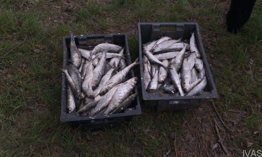 На реке Дунай браконьеры выловили рыбы почти на 32 тысячи гривен