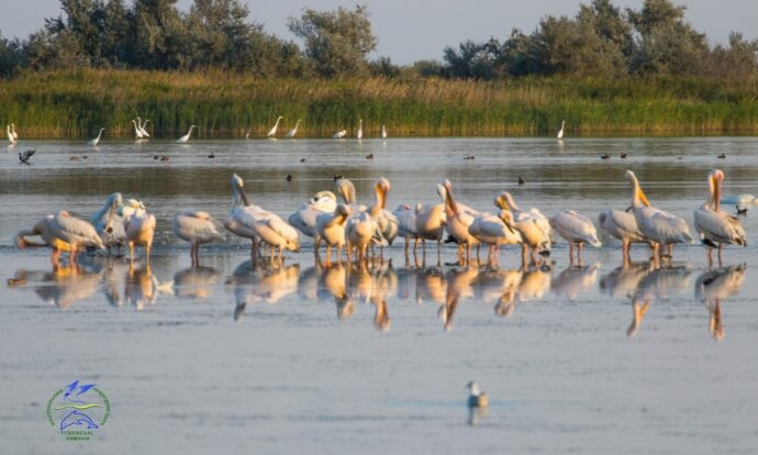 В Одесской области высохли места, где гостили пеликаны