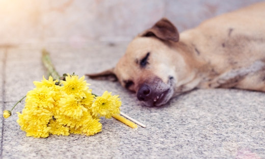 Бездомная, мертвая собака у дверей Измаиловского горсовета