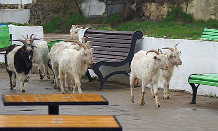 Видео: в Аркадии появились необычные отдыхающие – стадо домашних коз