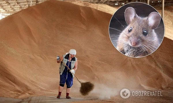 У украинских мышей  разыгрался нешуточный аппетит – они отобедали на 800 миллионов 