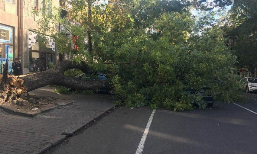 В центре Одессы из-за сильного ветра дерево раздавило 4 автомобиля