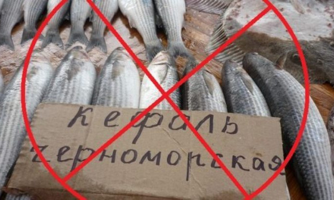 В Украине вводится запрет на вылов кефали 