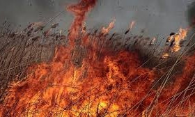Поджигателя сухостоя поймали «на горячем»