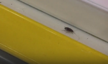 В Одесском супермаркете ползают тараканы