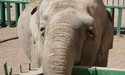 Одесский зоопарк ищет жениха  для любимицы одесситов слонихи Венди