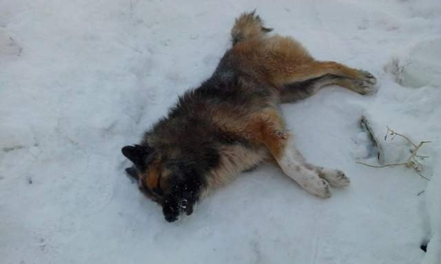 Вниманию владельцев собак: на посёлке Котовского разбросан крысиный яд