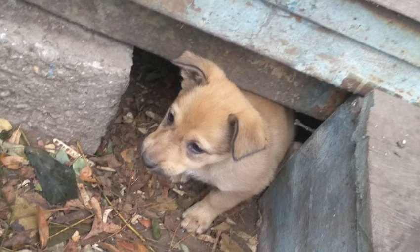 Полтора десятка щенков: как в Черноморске бесплатно собак стерилизовали