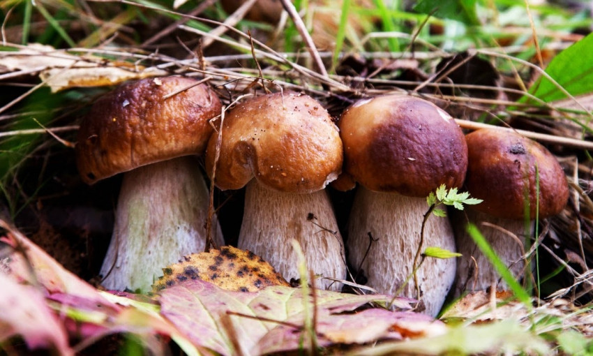 Одесситам на заметку: как не отравиться грибами