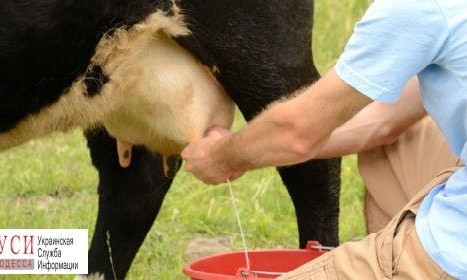 С 1 января молокозаводам запретят скупать натуральное молоко у селян
