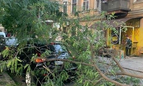 В Одессе ветка упала на автомобиль  