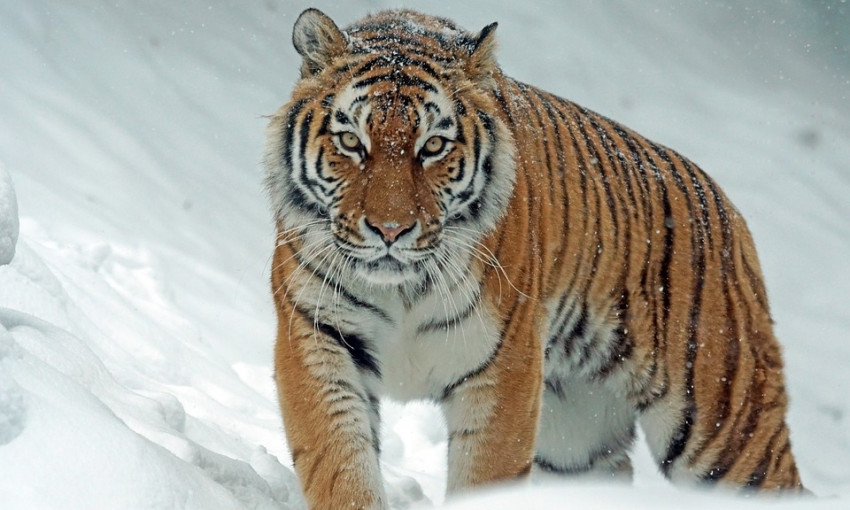 В Одесском зоопарке появилась большая кошка 