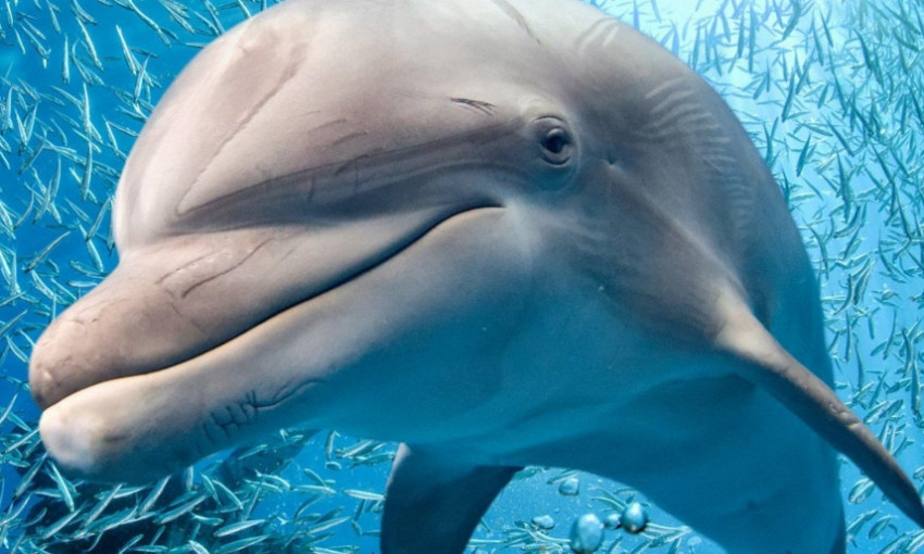 В Одессе будут протестовать против дельфинариев во всей стране