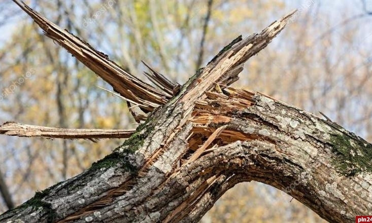 Одесские спасатели убирали упавшее дерево с проезжей части