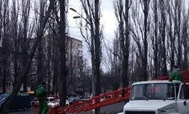 Сильный ветер выкорчевал деревья в Одессе 