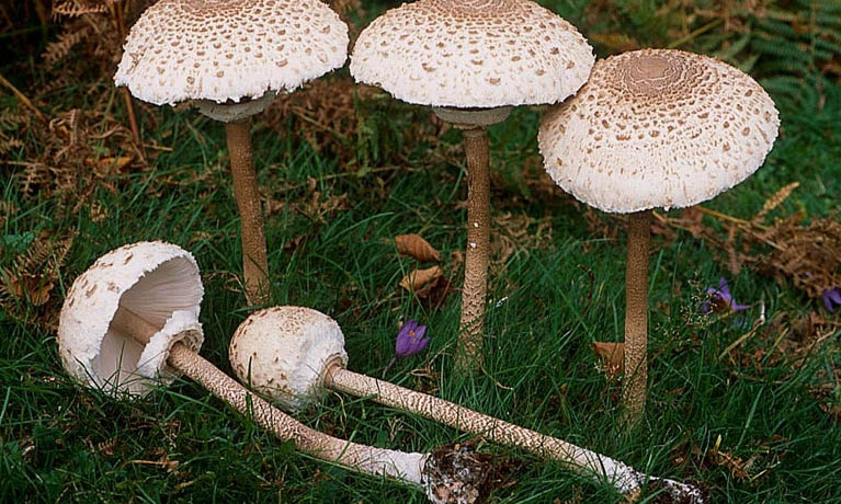 За эту неделю в области пятеро отравились грибами, двое — погибли