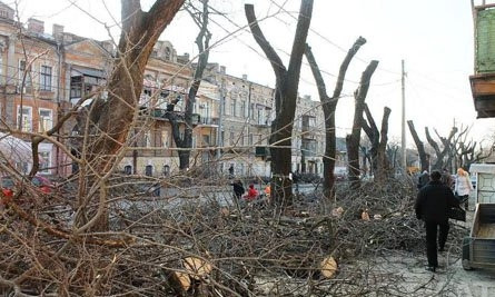 В Одессе полным ходом идет стрижка деревьев