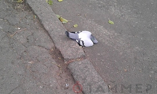 На Александровском проспекта массово погибли голуби (фото 18+)