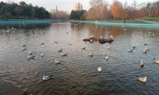 Чайки оккупировали пруд в парке Победа