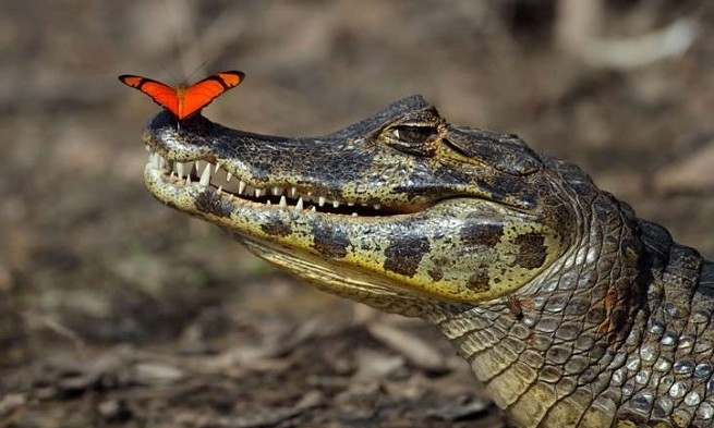 В Ялте затопило крокодиляриум – около 70 рептилий оказалось на свободе 