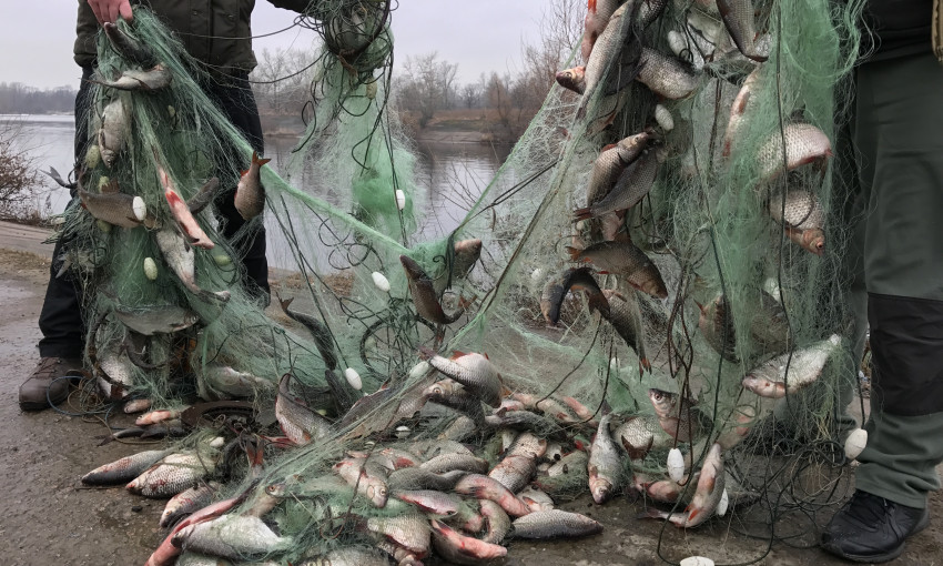 В июне браконьеры нанесли ущерб рыбному хозяйству на 165 тысяч гривен