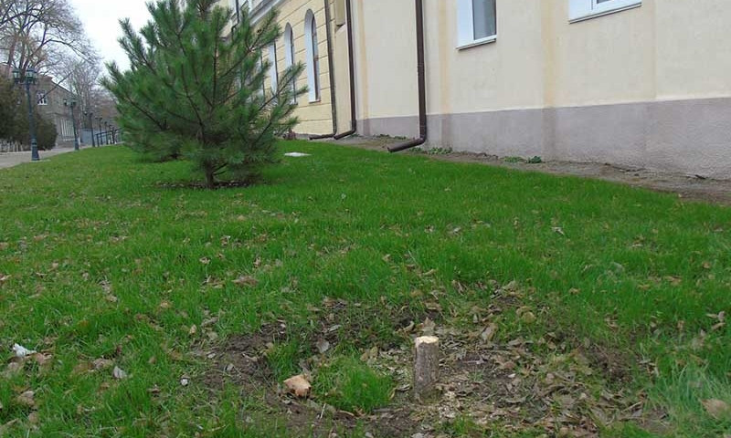 В Болграде спилили недавно посаженную сосенку: полиция дремлет
