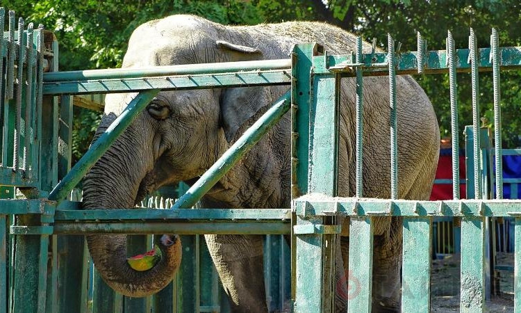 Как в Одесском зоопарке поздравляли именинницу - слониху Вэнди (фото)