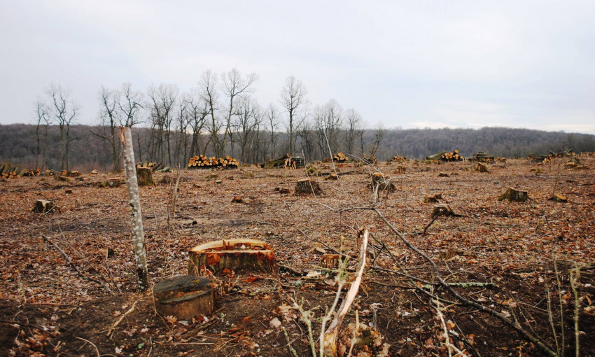В Одесской области масштабно незаконно вырубают лес и отправляют в Европу