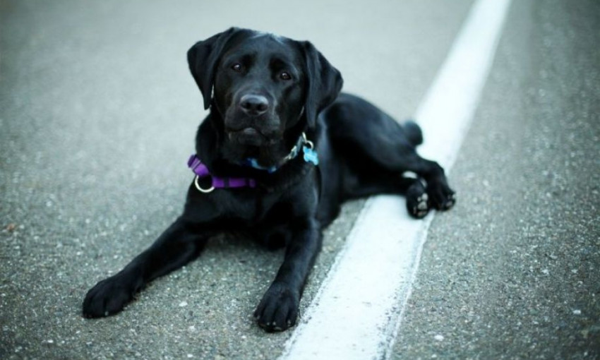В Одессе сбили пешехода с собакой
