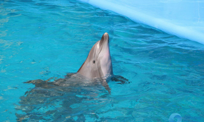 В Одессе пикетировали дельфинарий (ФОТО)