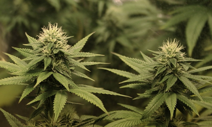 В Ренийском районе местный житель выращивал кусты марихуаны