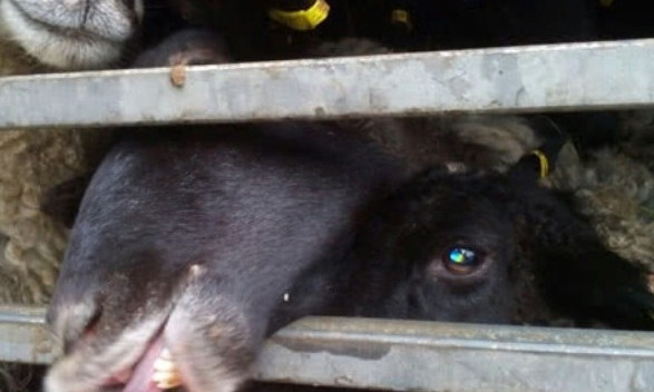 Из грузовика с овцами течёт трупный яд, — одесские активисты