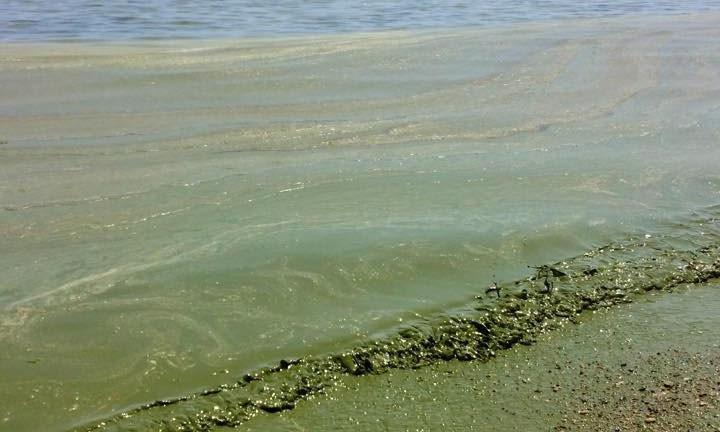 Экологи бьют тревогу: в Одессе позеленело море (ФОТО, ВИДЕО)