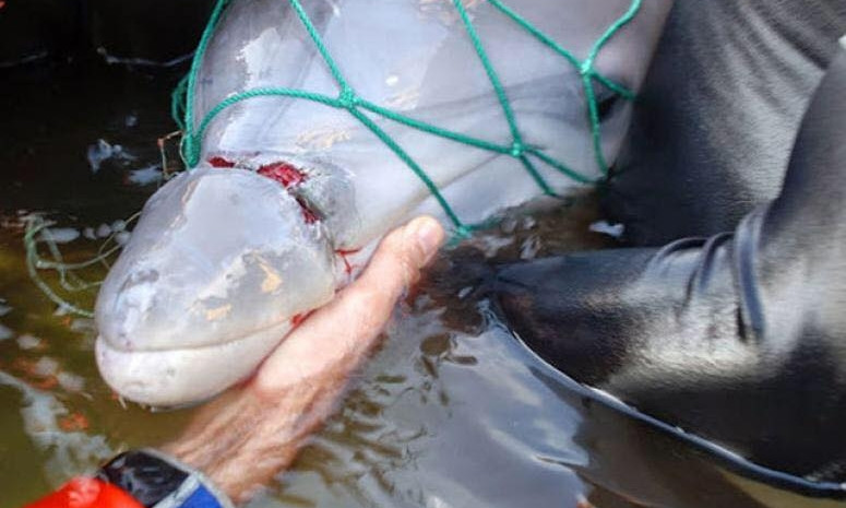 В Черноморске в рыбацких сетях запутался и погиб дельфин