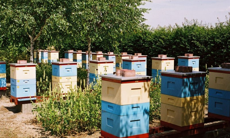 На Одесщине пчёлы больше не зимуют 