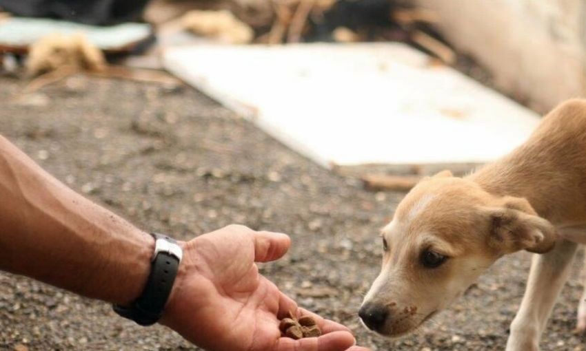 Стерилизация бездомных животных в Одессе: насущная проблема