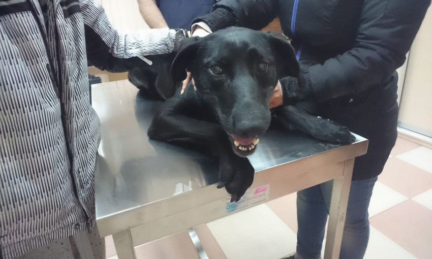В районе Чумки волонтеры спасли собаку и ее щенков (ФОТО, ВИДЕО)