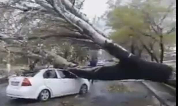 Шок: дерево упало прямо на движущийся автомобиль