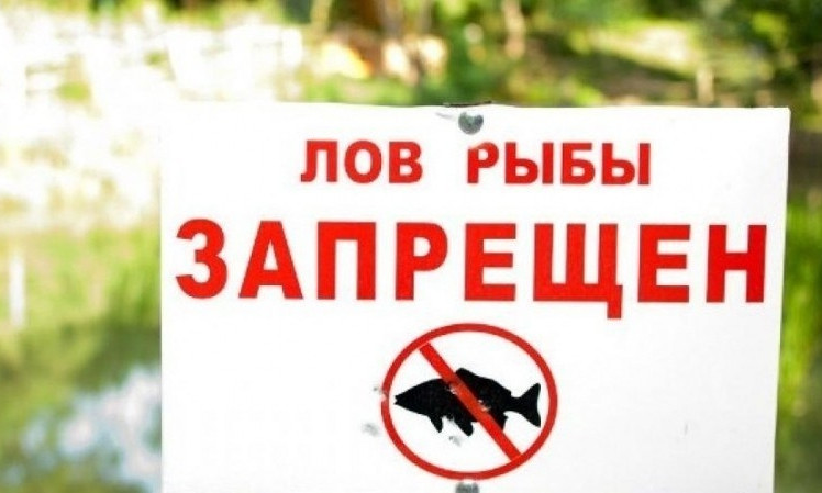 В регионе введён временный запрет на вылов рыбы