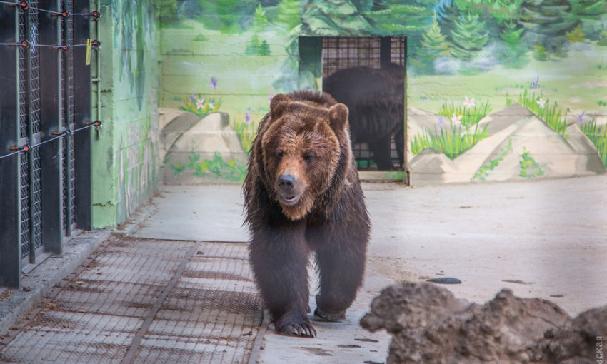 Одесский зоопарк собираются модернизировать 