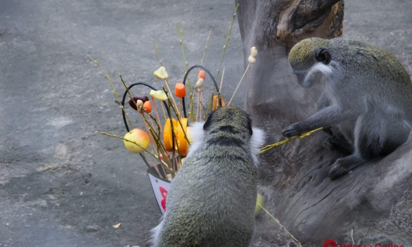 В Одесском зоопарке устроили празднование прихода весны 