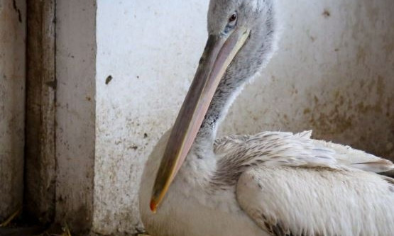 Краснокнижный пеликан, которого недавно спасли, останется жить в зоопарке 