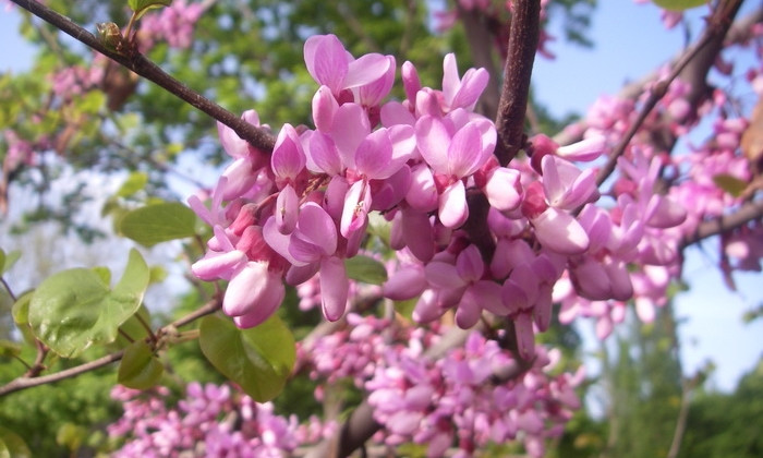Немыслимое чудо: в Одессе цветёт багряное Иудино дерево