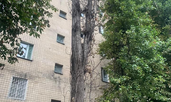 Одесские коммунальщики показали, какие деревья будут спиливать однозначно